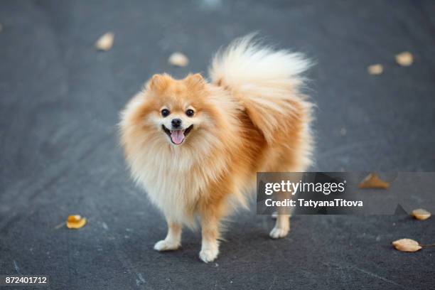 red small german spitz walking in the autumn park. symbol of the year 2018 - spitz type dog stock pictures, royalty-free photos & images