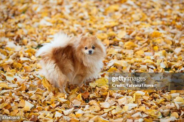 small german red spitz on a walk in the autumn park. symbol of the year 2018 - spitze stock pictures, royalty-free photos & images