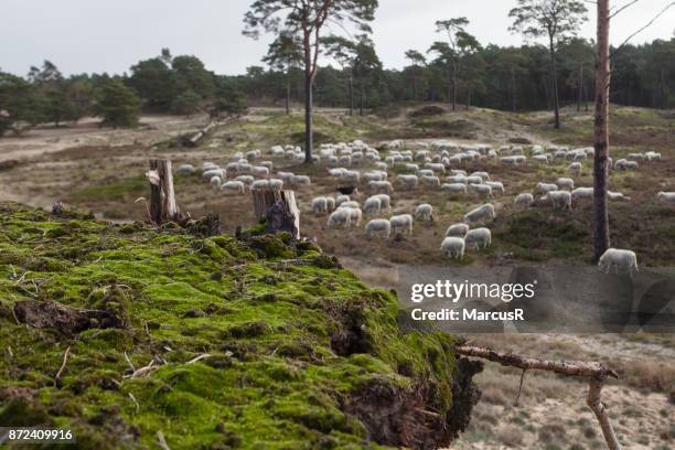 schaapskudde begraast natuurgebied - natuurgebied fotografías e imágenes de stock