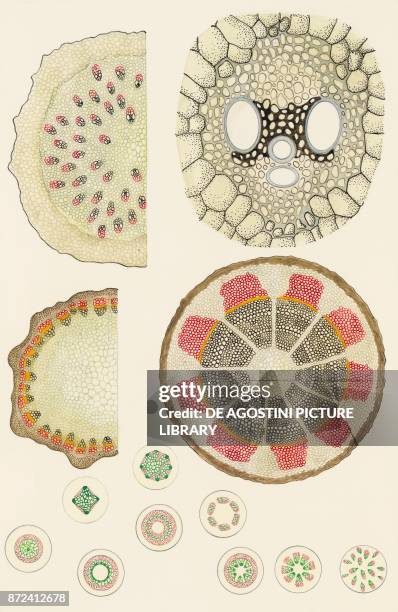 Microphyll Function Cross Section Cross Section Of An Plant Cell Photos and Premium High Res Pictures ...