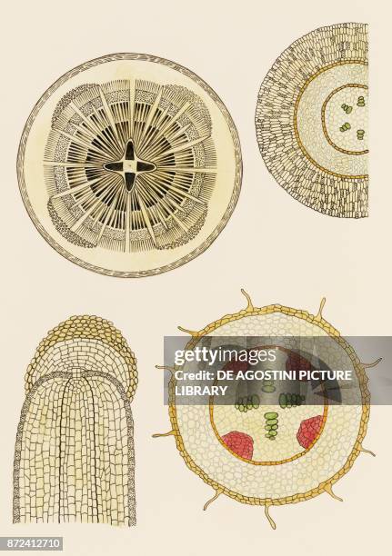 Section Drawing Roots Section (Botany) Photos and Premium High Res Pictures - Getty Images