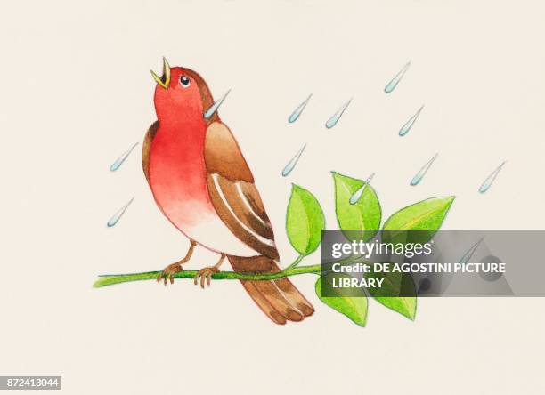 Robin Falling 809 Robin Rain Stock Photos, High-Res Pictures, and Images - Getty Images