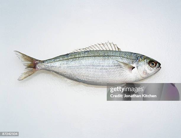 hoopla snapper fish on white - cold blooded stock pictures, royalty-free photos & images