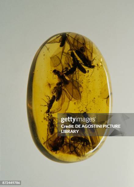 Amber block, containing flying ants.