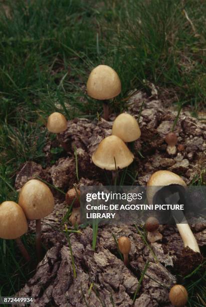 Some specimens of Anellaria separata or Panaeolus separatus , commonly known as shiny mottlegill, or egghead mottlegill, Bolbitiaceae.