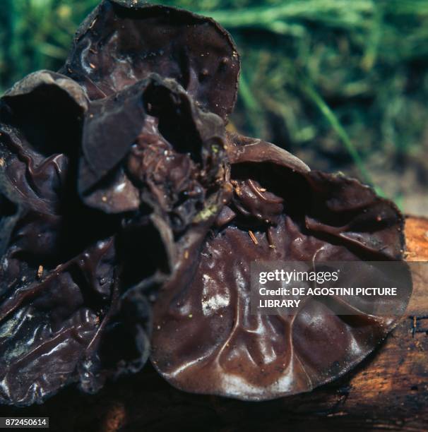 Detail of a Jew's ear, wood ear or jelly ear , Auriculariaceae.