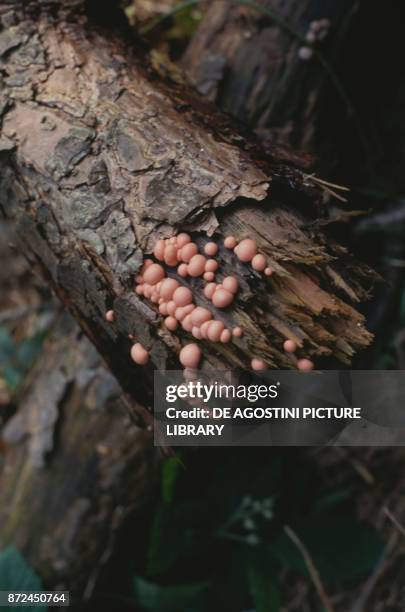 Wolf's milk or groening's slime , Tubiferaceae, on a tree trunk.