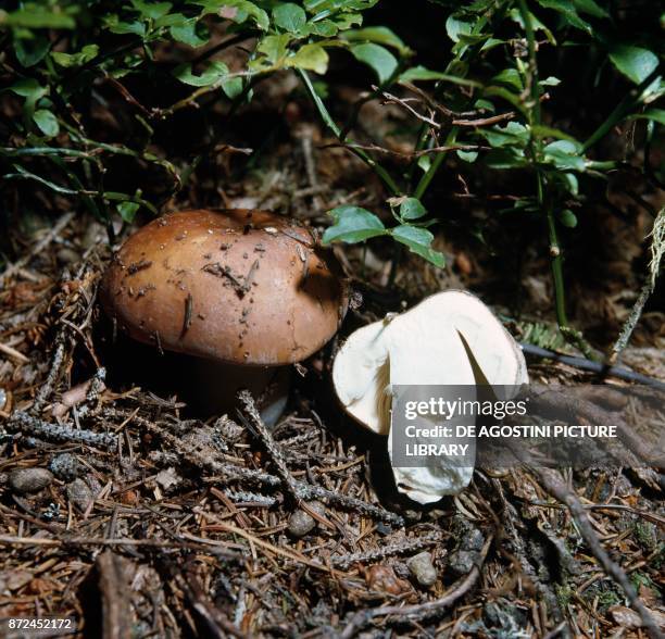 Russulaceae 494 Russula Mushroom Stock Photos, High-Res Pictures, and Images ...