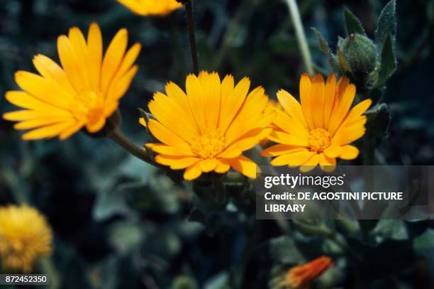 Pot marigold, ruddles, common marigold or Scotch marigold , Asteraceae.