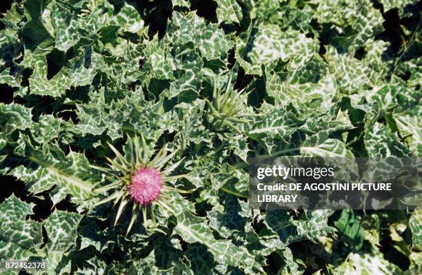 Cardus marianus , Asteraceae.