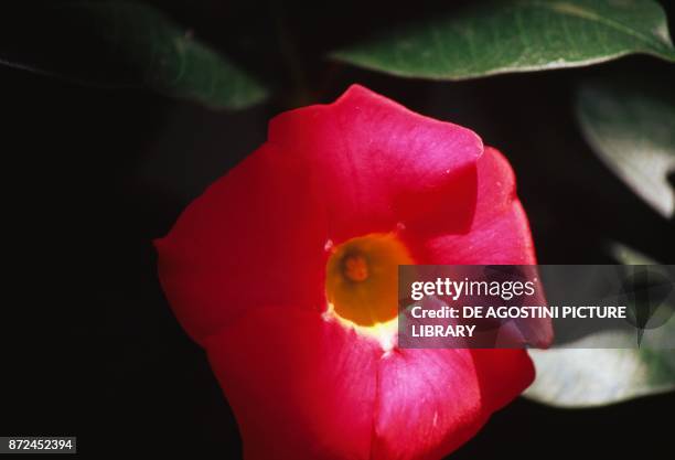 Brazilian jasmine , Apocinaceae.