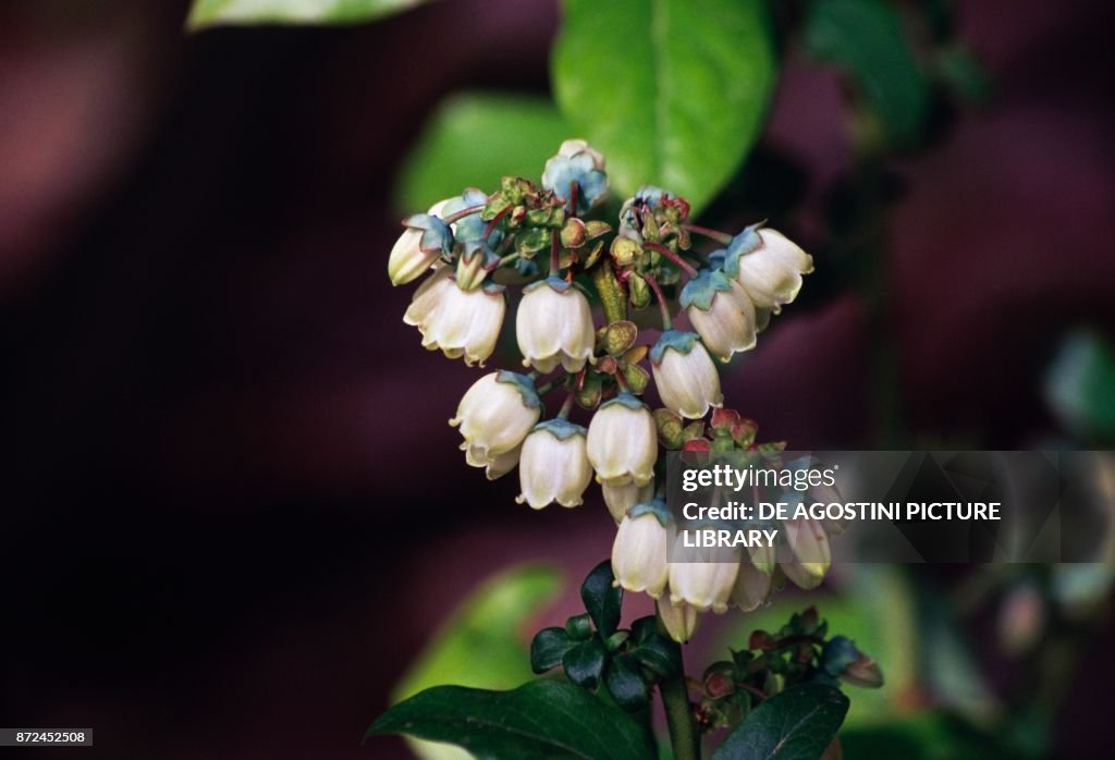 Lowbush blueberry (Vaccinium angustifolium)