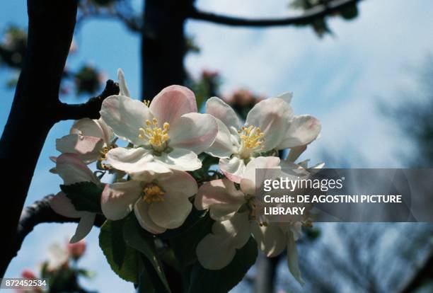 Apple tree flowers, Rosaceae.