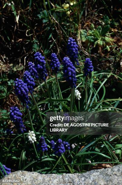 Armenian grape hyacinth or Garden Grape-hyacinth , Asparagaceae.