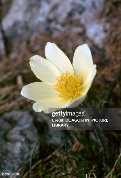 Alpine pasqueflower or alpine anemone , Ranunculaceae.