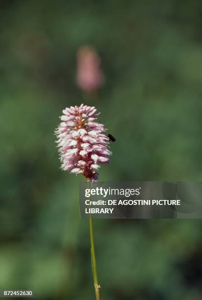Bistort, common bistort, or meadow bistort , Polygonaceae.