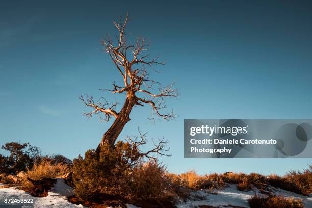 lone winter tree - daniele carotenuto 個照片及圖片檔