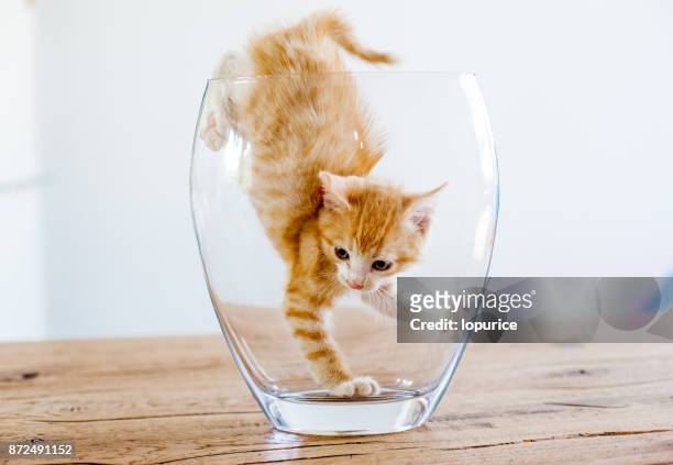 agility - cat jump stockfoto's en -beelden