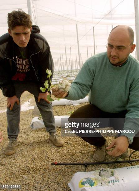 Technician shows a French melon plant to a Moroccan day worker in the La Canada farm in Almeria, in the heart of Andalusia, 24 January 2001. Illegals...
