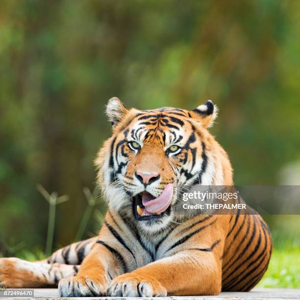 tiger - tiger eye stock pictures, royalty-free photos & images