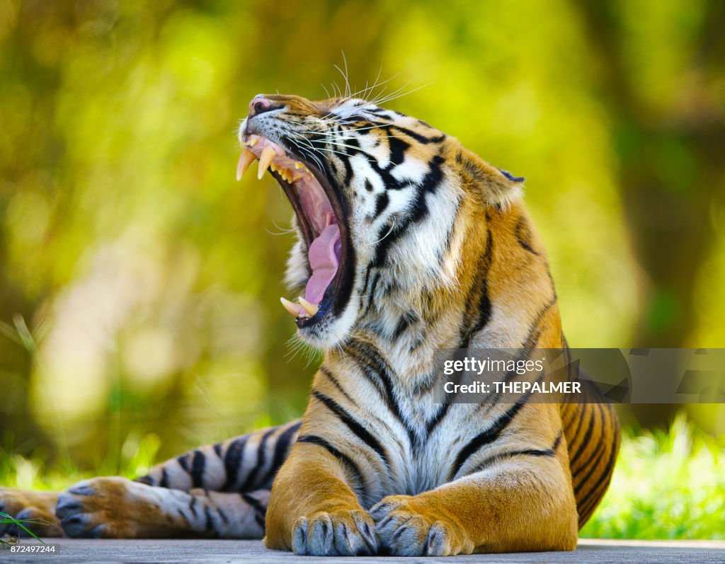 Tigre