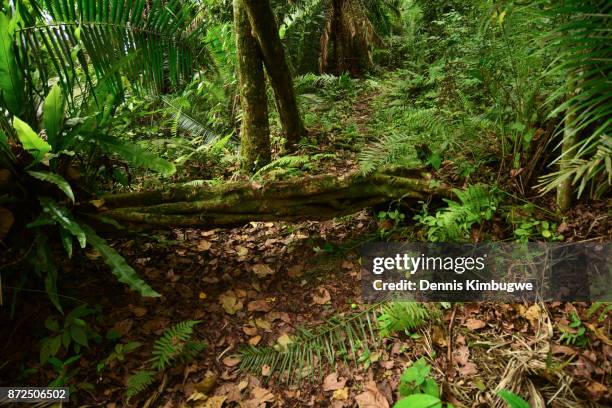 Fallen Tree In Jungle 230 Fallen Tree Jungle Stock Photos, High-Res Pictures, and Images ...