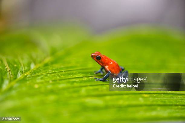 960 Poison Arrow Frog Photos and Premium High Res Pictures - Getty Images