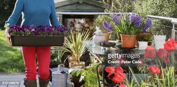 woman in garden moving flowerpot - accessory foto e immagini stock