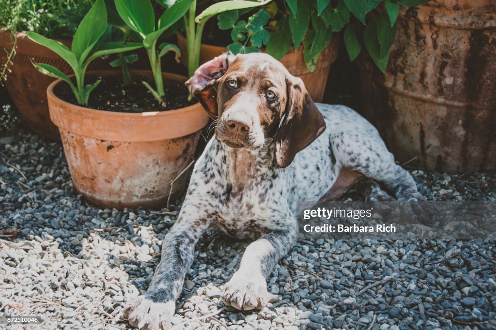 German short-haired pointer puppy resting after play
