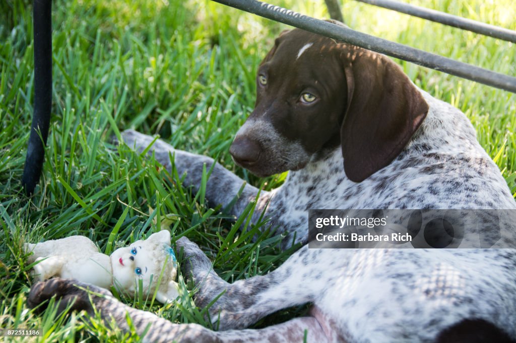 German short-haired pointer puppy resting in the shade with toy