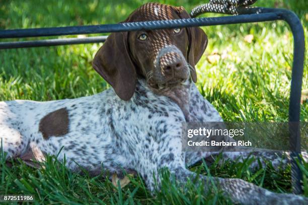 german short-haired pointer puppy resting in the shade - german short haired pointer stock-fotos und bilder