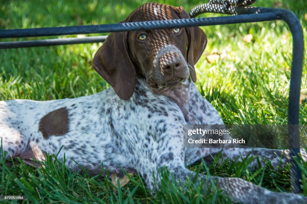 German short-haired pointer puppy resting in the shade