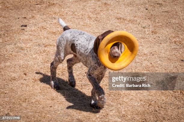 german short-haired pointer puppy running with toy in mouth - german short haired pointer stock-fotos und bilder