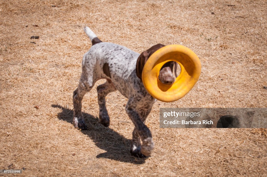 German short-haired pointer puppy running with toy in mouth