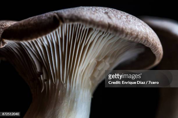 king oyster mushroom still life close up - fungus gill stock pictures, royalty-free photos & images