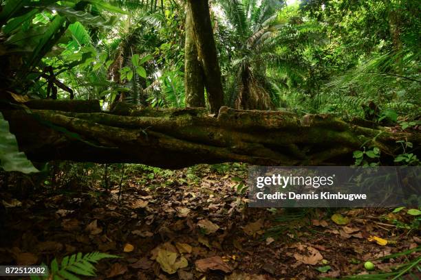 Fallen Tree In Jungle 230 Fallen Tree Jungle Stock Photos, High-Res Pictures, and Images ...
