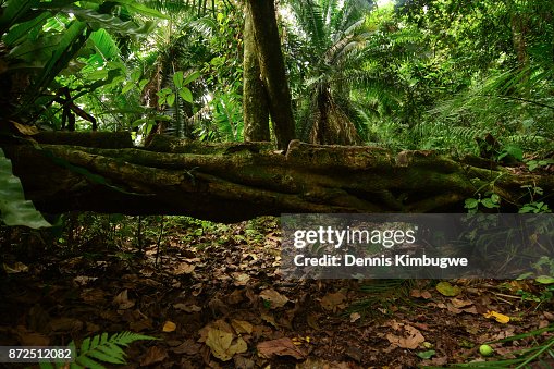 Fallen Tree. Fallen Tree.