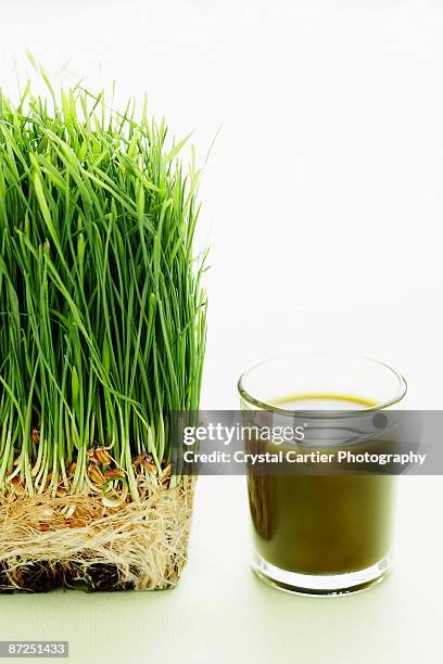 shot of wheat grass - wheatgrass shot stock pictures, royalty-free photos & images