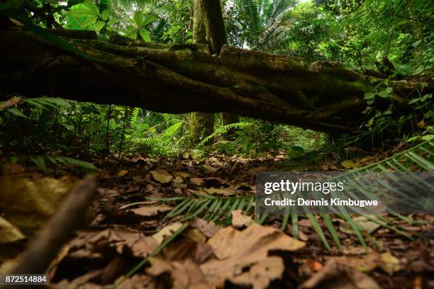 Fallen Tree In Jungle 230 Fallen Tree Jungle Stock Photos, High-Res Pictures, and Images ...