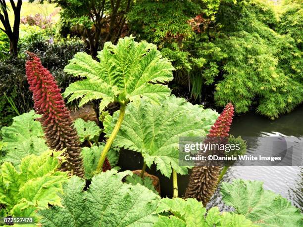 Gunnera Identification Gunnera Tinctoria Photos and Premium High Res Pictures - Getty Images