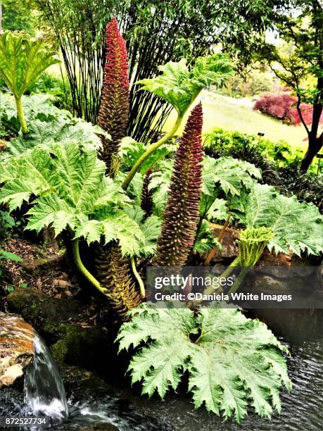 Gunnera Identification Gunnera Pond Photos and Premium High Res Pictures - Getty Images
