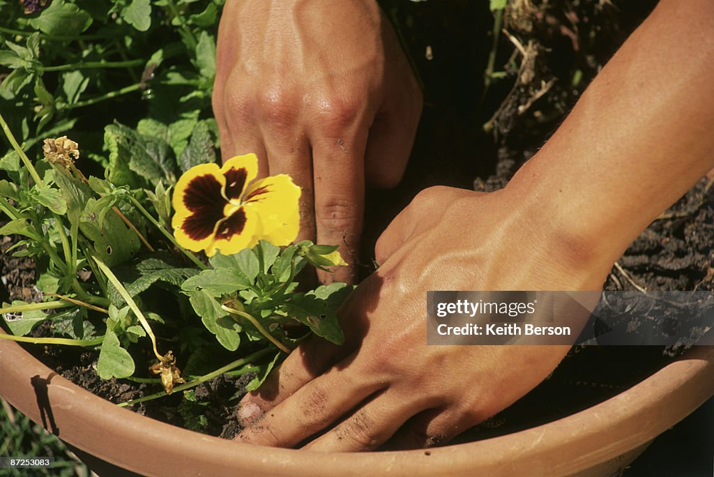 Hands planting a pansy