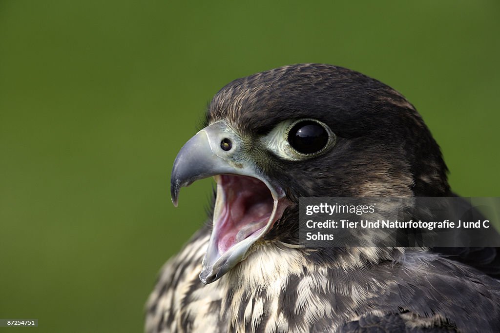 Portrait of a falcon
