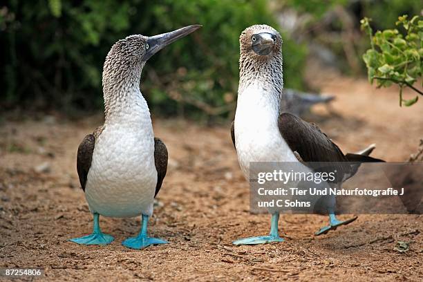 blue-footed boobies, galapagos, ecuador - sula vogelgattung stock-fotos und bilder