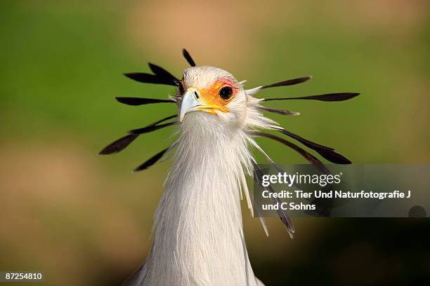 secretary bird in africa - secretarisvogel stockfoto's en -beelden