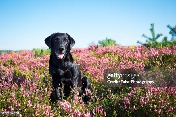 happy looking dog - black lab stock pictures, royalty-free photos & images