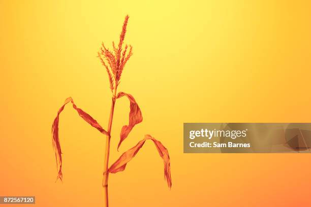 dead corn - hongersnood stockfoto's en -beelden