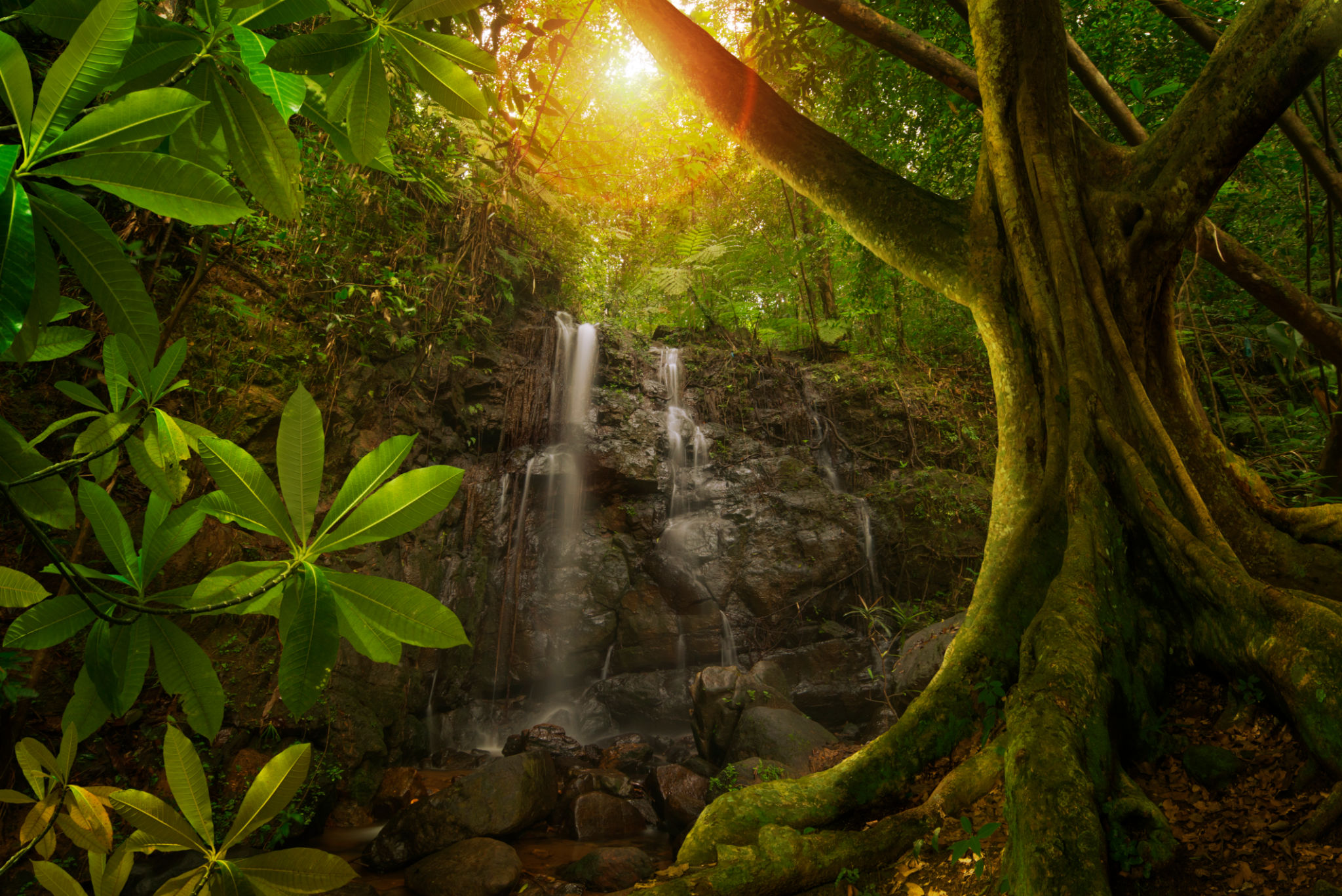 bosque tropical cascada