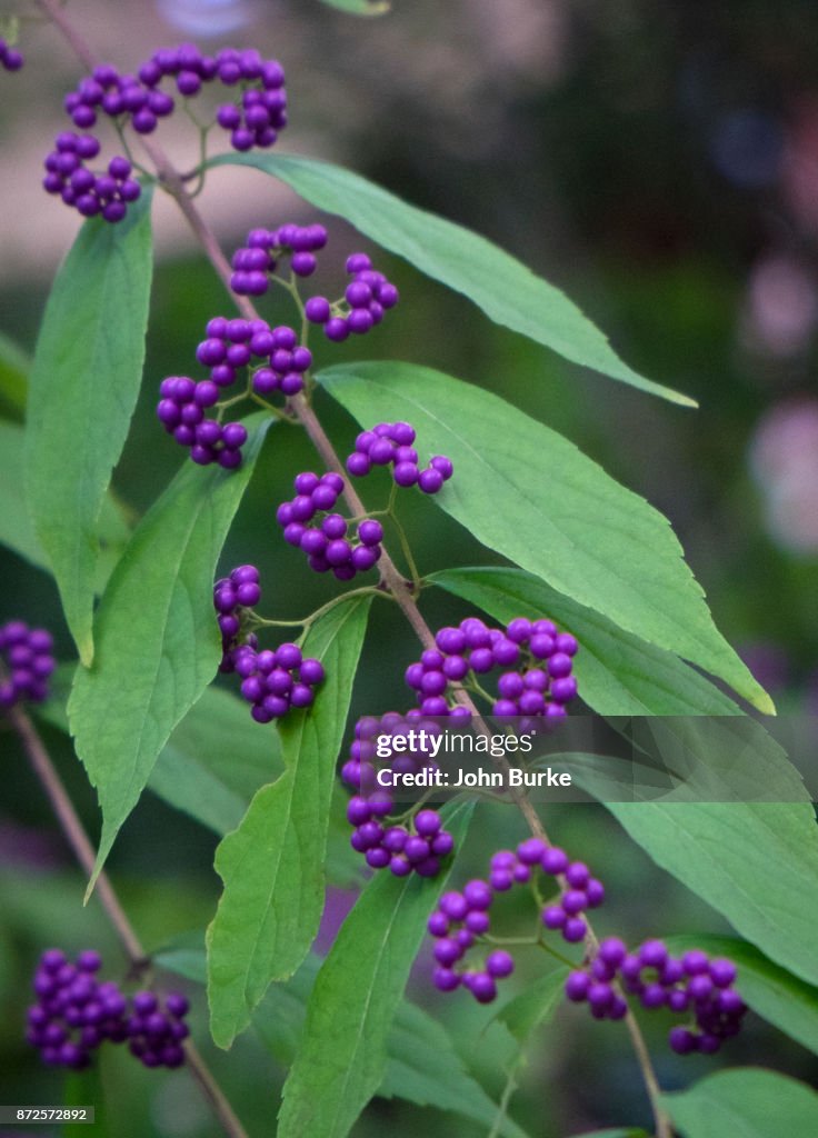 American Beautyberry