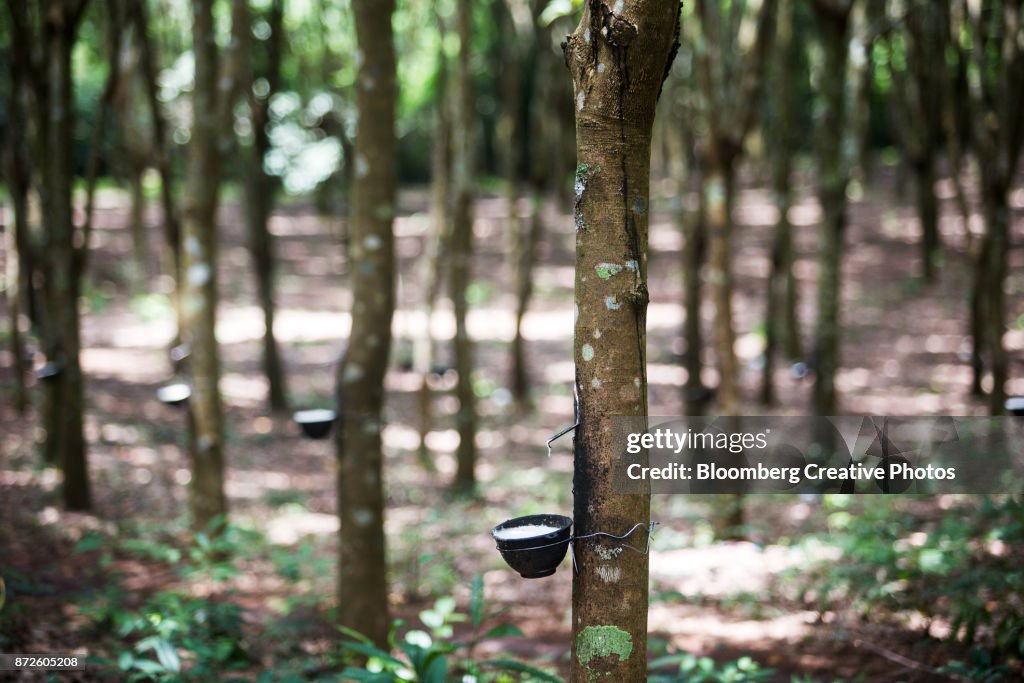Rubber sap is collected in bowls at a rubber plantation